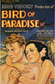 Bird of Paradise